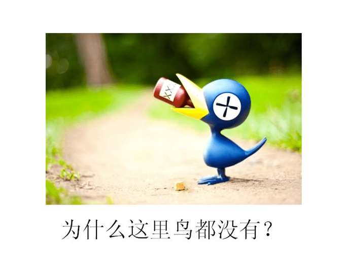 谨以此文，纪念这只可爱的鸟……