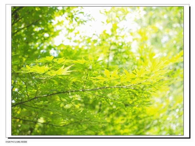 奥林巴斯E620 + 40-150狗头，